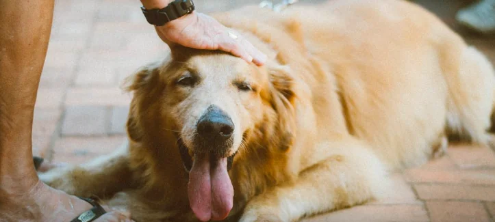 Cane finisce in un fiume: salvato dai pompieri